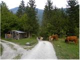 Stara Fužina - Planina Spodnja Grintovica